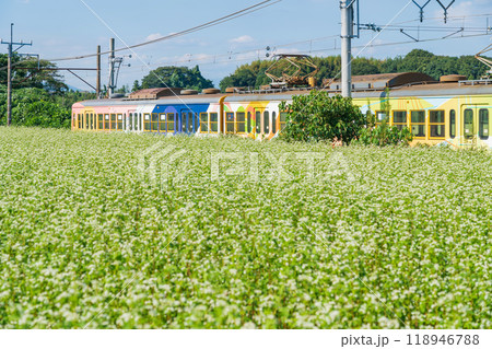 三岐鉄道三岐線丹生川駅、満開のそばの花〈三重県いなべ市〉 三岐鉄道三岐線丹生川駅、満開のそばの花〈三重県いなべ市〉 118946788