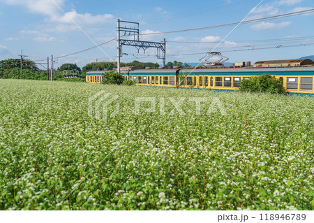 三岐鉄道三岐線丹生川駅、満開のそばの花〈三重県いなべ市〉 三岐鉄道三岐線丹生川駅、満開のそばの花〈三重県いなべ市〉 118946789