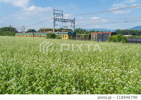 三岐鉄道三岐線丹生川駅、満開のそばの花〈三重県いなべ市〉 118946790