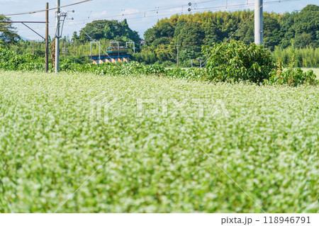 三岐鉄道三岐線丹生川駅、満開のそばの花〈三重県いなべ市〉 118946791