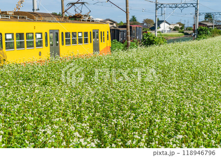 三岐鉄道三岐線丹生川駅、満開のそばの花〈三重県いなべ市〉 118946796