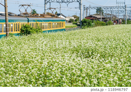 三岐鉄道三岐線丹生川駅、満開のそばの花〈三重県いなべ市〉 三岐鉄道三岐線丹生川駅、満開のそばの花〈三重県いなべ市〉 118946797