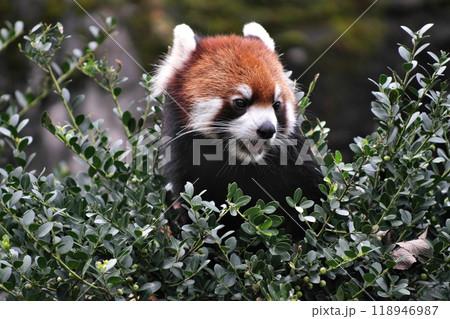 木の上にいるレッサーパンダ⑩ 118946987
