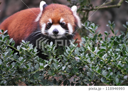 木の上にいるレッサーパンダ② 木の上にいるレッサーパンダ② 118946993