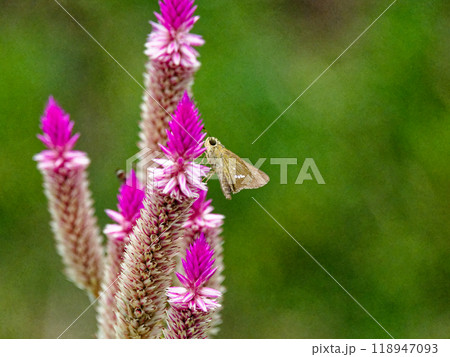 ヒユ科ノゲイトウ訪花昆虫セセリチョウ科イチモンジセセリ ヒユ科ノゲイトウ訪花昆虫セセリチョウ科イチモンジセセリ 118947093