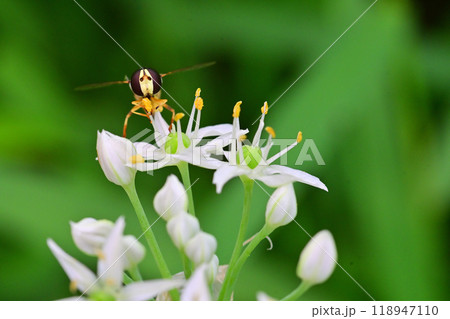 にらの花と虫 にらの花と虫 118947110