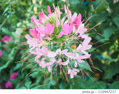 クレオメの花 クレオメの花 118947217