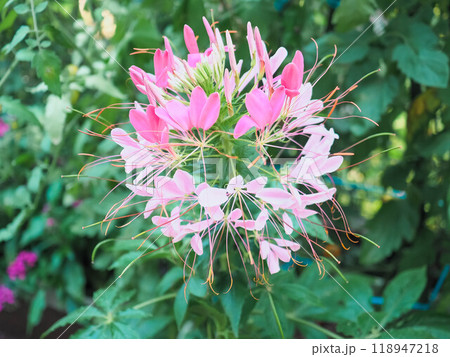 クレオメの花 クレオメの花 118947218