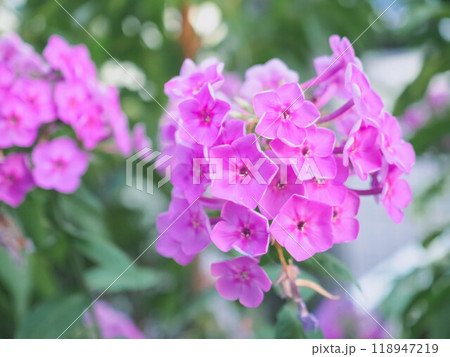 ピンクの花魁草 ピンクの花魁草 118947219