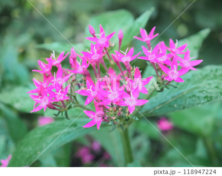 ペンタスの花 118947224