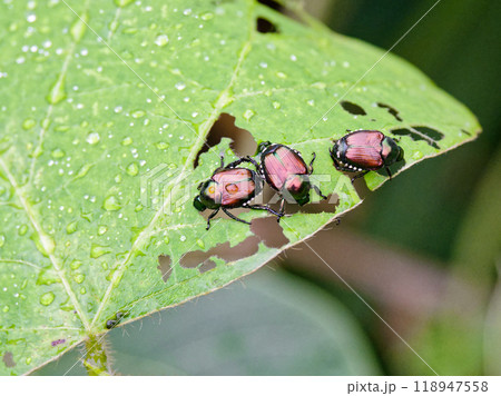 葛の葉で採餌するマメコガネ 葛の葉で採餌するマメコガネ 118947558