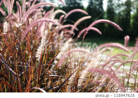 Blooming African Fountain Grass or Purple Grass in garden. Pennisetum setaceum plant 118947628