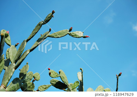 blooming Opuntia cochenile with flowers. Cochineal Nopal Cactus with blue sky in tropical garden. copy space 118947629