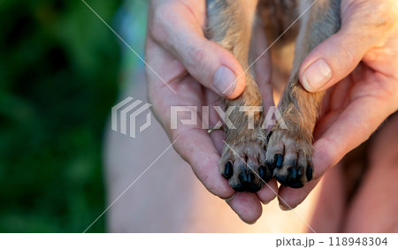 Yorkshire terrier dog portrait indoors with owner touching his head 118948304