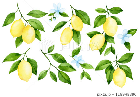 watercolor drawing, set of branches with lemon fruit. illustration in simple style 118948890