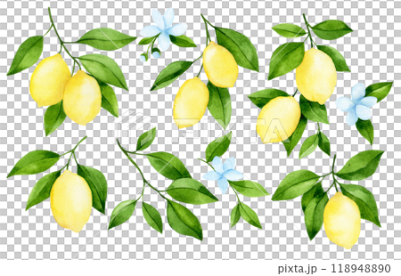 watercolor drawing, set of branches with lemon fruit. illustration in simple style watercolor drawing, set of branches with lemon fruit. illustration in simple style 118948890