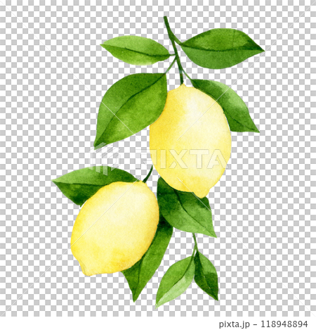 watercolor drawing, lemon fruit tree branch. illustration in simple style 118948894