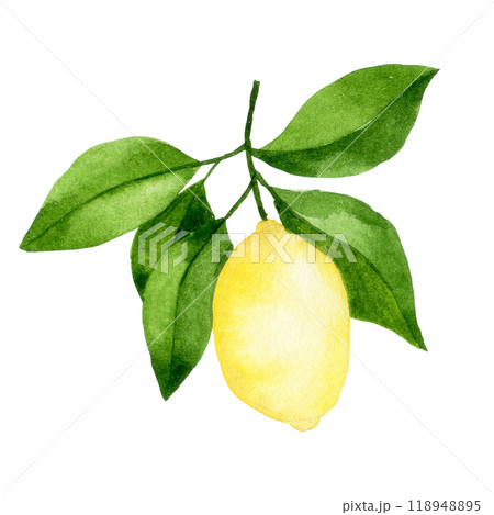 watercolor drawing, lemon fruit tree branch. illustration in simple style 118948895