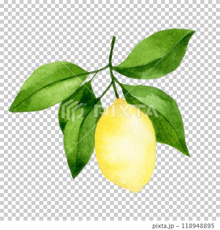 watercolor drawing, lemon fruit tree branch. illustration in simple style watercolor drawing, lemon fruit tree branch. illustration in simple style 118948895