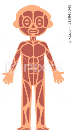 Kid muscular system infographics. Human anatomy illustration 118949049