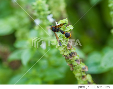 吸蜜するドロバチ科スズバチ 118949269