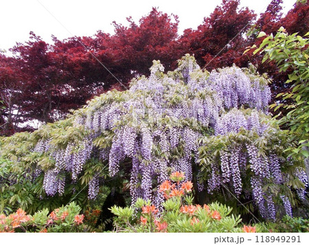 しだれる藤の花 118949291