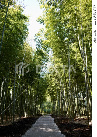 竹林の小径 竹林の小径 118949847