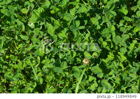 秋の陽射を浴びるクローバーの草原 秋の陽射を浴びるクローバーの草原 118949849