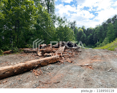 pile of dumped dry destroyed rotting tree trunks on a forest dirt road. Ecological process pile of dumped dry destroyed rotting tree trunks on a forest dirt road. Ecological process 118950119