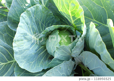 Growing green cabbage on an organic farm. Cabbage in home garden close-up Growing green cabbage on an organic farm. Cabbage in home garden close-up 118950325