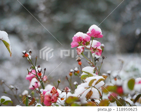 Pink roses covered with snow 118950625