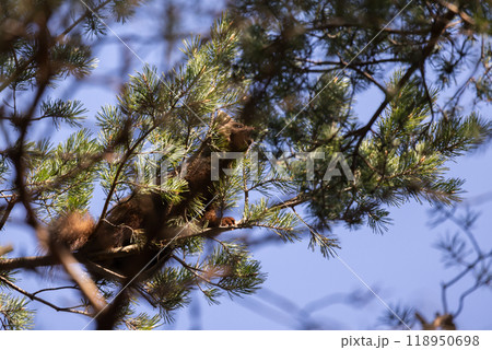 The European pine marten hides is pine tree branches The European pine marten hides is pine tree branches 118950698