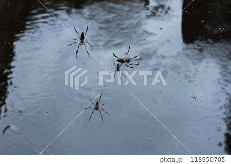 Red-legged golden orb-weaver spiders are on spiderwebs, close-up 118950705