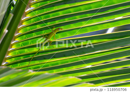 Anolis Carolinensis lizard is sitting on green palm tree leaf, close-up Anolis Carolinensis lizard is sitting on green palm tree leaf, close-up 118950706