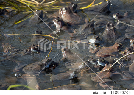 A lot of common frogs during breeding season are in shallow water, 118950709