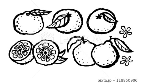 Citrus yuzu fruit hand drawn black ink line set. Vector bold rough line doodle illustration. Citrus yuzu fruit hand drawn black ink line set. Vector bold rough line doodle illustration. 118950900