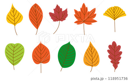 Autumn leaf set. Fall botany. Seasonal foliage 118951736