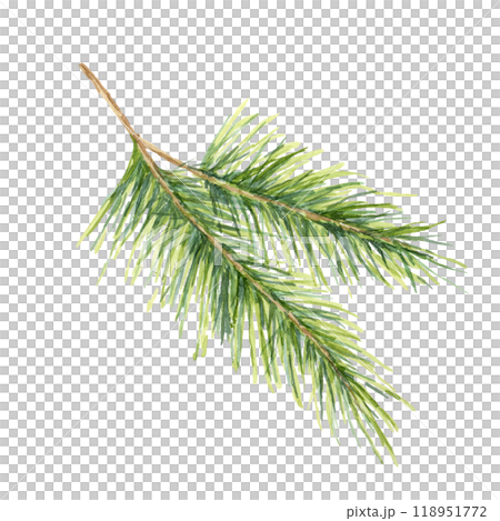 Green spruce branch with detailed needles. Hand drawn isolated Watercolor illustration for festive product packaging, Christmas decorations, holiday invitations, or winter nature-themed craft projects Green spruce branch with detailed needles. Hand drawn isolated Watercolor illustration for festive product packaging, Christmas decorations, holiday invitations, or winter nature-themed craft projects 118951772