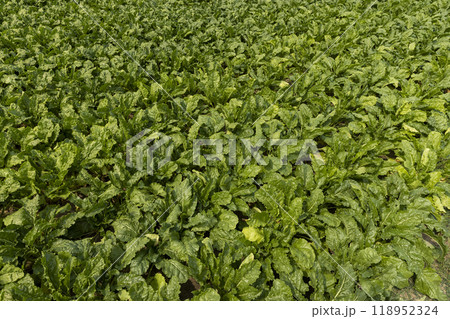 agricultural field with green beets agricultural field with green beets 118952324