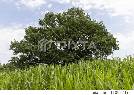 a large amount of sweet corn and one oak tree 118952352