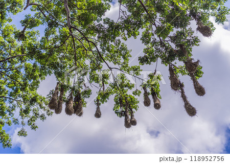 Bird nests of Montezuma Oropendola hanging from tree branches against a cloudy sky. Nature, wildlife, and habitat concept Bird nests of Montezuma Oropendola hanging from tree branches against a cloudy sky. Nature, wildlife, and habitat concept 118952756