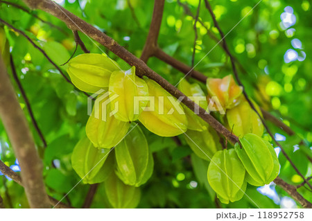 Carambola, also known as star fruit. Star fruits growing on a tree. Tropical nature, agriculture, and organic produce concept Carambola, also known as star fruit. Star fruits growing on a tree. Tropical nature, agriculture, and organic produce concept 118952758