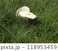 白いキノコ 118953459