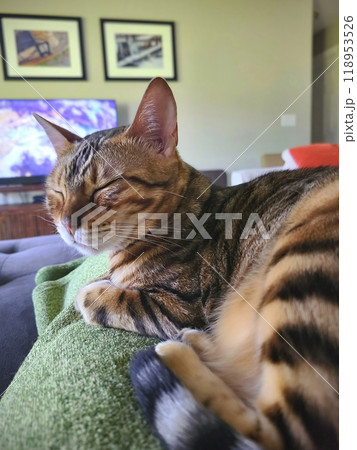 Bengal Cat Dozing on Green Blanket in Cozy Living Room Eye-Level Perspective 118953526
