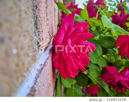 Red Rose Against Brick Wall in Natural Sunlight Eye-Level Tilt 118953529