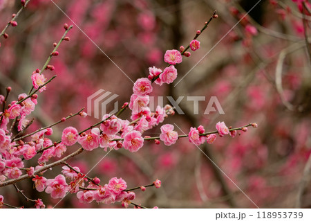 満開の梅の花と春の風景 118953739