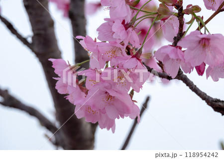 曇り空の下で咲く桜の美しいピンクの花 曇り空の下で咲く桜の美しいピンクの花 118954242