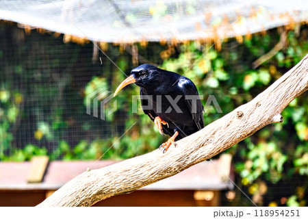 Image of a Red-billed Chough bird (scientific name Pyrrhocorax pyrrhocorax), in captivity in a wildlife centre, from the Corvidae family. 118954251