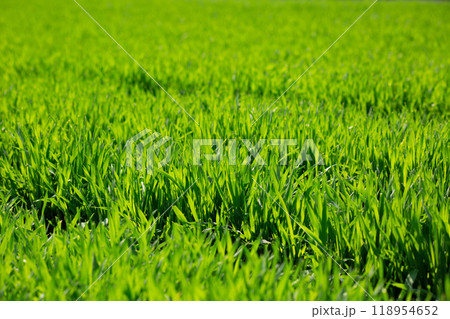 大麦若葉 118954652