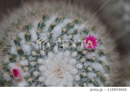 白神丸・サボテンの花とアリ 118954660